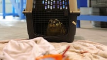 seal