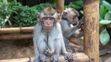 A chained monkey at a tourist attraction in Bali.