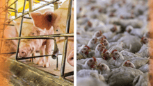 a collage of pigs and chickens on a factory farm
