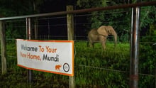 Rescued African elephant, Mundi, spends her first night at new sanctuary in the United States.