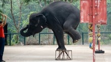 Bear and Romanian bear sanctuary