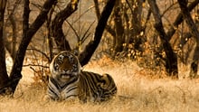 tiger, wild animals, before they book
