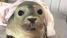 seal