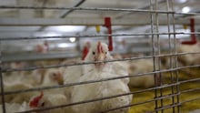  Los pollos de 43 días de edad planteadas en el sistema de jaulas 