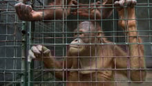 orangutans, Indonesia