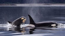 Two orcas breach the water.