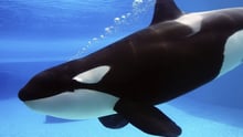 seaworld
