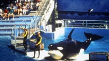 orca show in USA