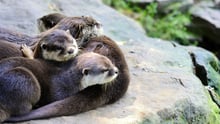Otters, tortoises and other animals in the cruel exotic pet trade now have increased protection