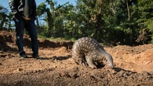 pangolin, India