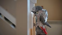 African Grey Parrots