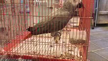 parrot, undisclosed