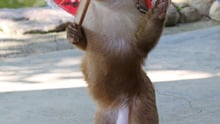 A macaque performs for tourists at an attraction in Thailand