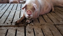 pig, Non-Disclosed