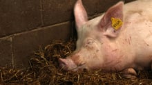 pig, EU