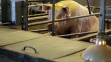 pig, EU