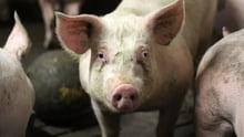pig