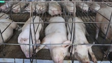 pig nondisclosed