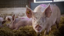 pig, UK