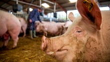 pig, UK