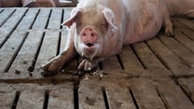 pigs, Brazil