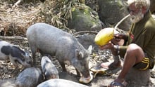 A farmer opens coconuts for his pigs on Epi Island, Vanuatu.