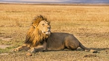 Cecil the lion
