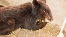 bear cub