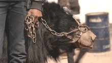 Rangila the bear with his owner when he was a dancing bear in Nepal - World Animal Protection - Animals in the wild