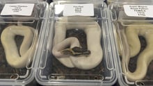 Reptiles in plastic containers at a reptile show