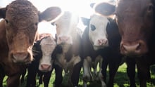 What is the reducetarian lifestyle? | World Animal Protection