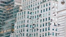 Birds in New York City