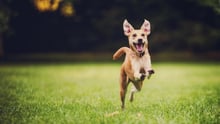 Happy running dog