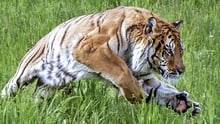 A tiger leaps through a field of grass.