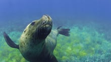 Sea lion swimming in the wild - iStock by Getty Images - World Animal Protection 