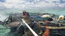 Seal entangled in ghost gear