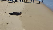 Seal released into wild