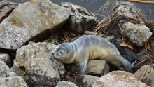 seal, USA