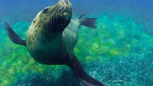 Wild seal