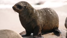 Seal 