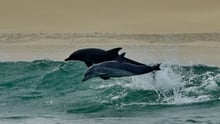 wild dolphins