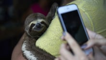 Sloth - Selfie Code - World Animal Protection