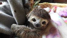 A rescued sloth peeks out of a blanket.