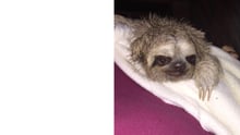 Male three-toed sloth