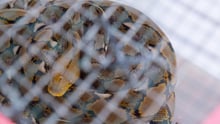 Snake in captivity in Bali - World Animal Protection - Coronavirus