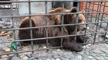 A bear held in captivity in a dirty cage