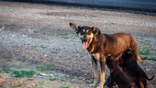Stray mother dog and her puppies - World Animal Protection - Better lives for dogs