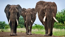 wild elephants