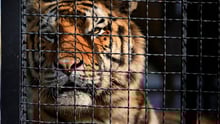 Caged tiger