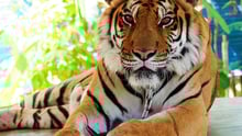 Tiger at tourist attraction in Thailand